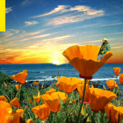 Rexx Life Raj Announces California Poppy 2 Out November 20th Via Empire